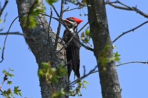 085 Woodpecker, Pileated, 2023-05089588 Acton Arboretum, MA